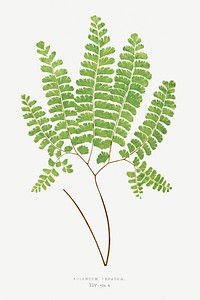 Adiantum Pedatum (Northern Maidenhair Fern) fern vintage illustration mockup