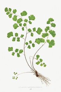 Adiantum Capillus&ndash;Veneris (Southern Maidenhair Fern) from Ferns: British and Exotic (1856-1860) by <a href="https://www.rawpixel.com/search/Edward%20Joseph%20Lowe?sort=curated&amp;type=all&amp;page=1">Edward Joseph Lowe</a>. Original from Biodiversity Heritage Library. Digitally enhanced by rawpixel.