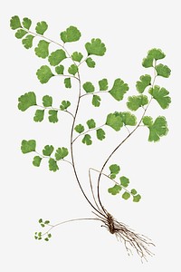 Adiantum Capillus&ndash;Veneris (Southern Maidenhair Fern) fern leaf vector