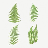 Set of fern illustrations mockup