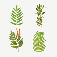 Set of  ferns vintage illustration mockup