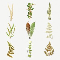 Set of ferns vintage illustration mockup