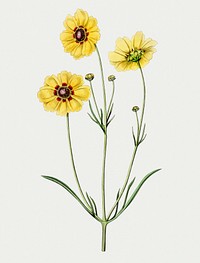 Vintage Perennial dyer&#39;s coreopsis flower branch for decoration