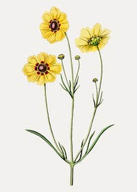 Vintage Perennial dyer's coreopsis flower branch for decoration