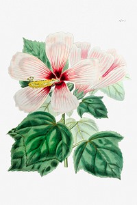 Marsh hibiscus from Edwards&rsquo;s Botanical Register (1829&mdash;1847) by <a href="https://www.rawpixel.com/search/Sydenham%20Edwards?sort=curated&amp;page=1">Sydenham Edwards</a>, <a href="https://www.rawpixel.com/search/John%20Lindley?sort=curated&amp;page=1">John Lindley</a>, and <a href="https://www.rawpixel.com/search/James%20Ridgway?sort=curated&amp;page=1">James Ridgway</a>.