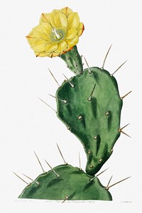 One spined opuntia from Edwards&rsquo;s Botanical Register (1829&mdash;1847) by <a href="https://www.rawpixel.com/search/Sydenham%20Edwards?sort=curated&amp;page=1">Sydenham Edwards</a>, <a href="https://www.rawpixel.com/search/John%20Lindley?sort=curated&amp;page=1">John Lindley</a>, and <a href="https://www.rawpixel.com/search/James%20Ridgway?sort=curated&amp;page=1">James Ridgway</a>.