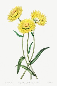 Two-coloured Helichrysum from Edwards&rsquo;s Botanical Register (1829&mdash;1847) by <a href="https://www.rawpixel.com/search/Sydenham%20Edwards?sort=curated&amp;page=1">Sydenham Edwards</a>, <a href="https://www.rawpixel.com/search/John%20Lindley?sort=curated&amp;page=1">John Lindley</a>, and <a href="https://www.rawpixel.com/search/James%20Ridgway?sort=curated&amp;page=1">James Ridgway</a>.
