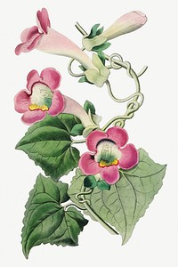 Vintage blushing lophospermum flower branch for decoration