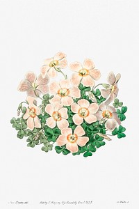 Piotta&#39;s oxalis flowers from Edwards&rsquo;s Botanical Register (1829&mdash;1847) by <a href="https://www.rawpixel.com/search/Sydenham%20Edwards?sort=curated&amp;page=1">Sydenham Edwards</a>, <a href="https://www.rawpixel.com/search/John%20Lindley?sort=curated&amp;page=1">John Lindley</a>, and <a href="https://www.rawpixel.com/search/James%20Ridgway?sort=curated&amp;page=1">James Ridgway</a>.