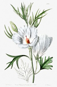 Lilac hibiscus from Edwards&rsquo;s Botanical Register (1829&mdash;1847) by <a href="https://www.rawpixel.com/search/Sydenham%20Edwards?sort=curated&amp;page=1">Sydenham Edwards</a>, <a href="https://www.rawpixel.com/search/John%20Lindley?sort=curated&amp;page=1">John Lindley</a>, and <a href="https://www.rawpixel.com/search/James%20Ridgway?sort=curated&amp;page=1">James Ridgway</a>.