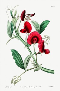 The tangier pea from Edwards&rsquo;s Botanical Register (1829&mdash;1847) by <a href="https://www.rawpixel.com/search/Sydenham%20Edwards?sort=curated&amp;page=1">Sydenham Edwards</a>, <a href="https://www.rawpixel.com/search/John%20Lindley?sort=curated&amp;page=1">John Lindley</a>, and <a href="https://www.rawpixel.com/search/James%20Ridgway?sort=curated&amp;page=1">James Ridgway</a>.