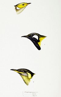 1. White-plumed Honeyeater (Meliphaga penicillata) 2. White-eared Honeyeater (Meliphaga leucotis) 3. Yellow-eared Honeyeater (Meliphaga chrysotis) illustrated from A Synopsis of the Birds of Australia and the Adjacent Islands (1837) by John Gould (1804-1881).