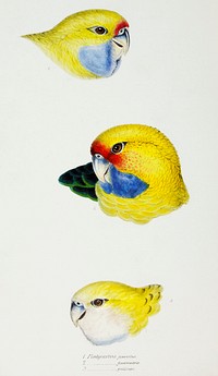 1. Yellow Rosella (Platycercus flaveolus) 2. Yellow-bellied Parrakeet (Platycercus flaviventris) 3. Pale-headed Rosella (Platycercus palliceps) illustrated from A Synopsis of the Birds of Australia and the Adjacent Islands (1837) by <a href="https://www.rawpixel.com/search/John%20Gould?">John Gould</a> (1804-1881).