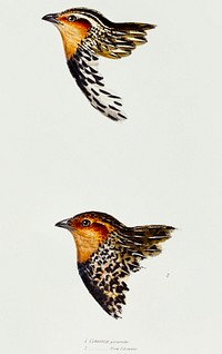 1. Stubble Quail (Coturnix pectoralis) 2. New Zealand quail (Coturnix novaezelandiae) illustrated from A Synopsis of the Birds of Australia and the Adjacent Islands (1837) by <a href="https://www.rawpixel.com/search/John%20Gould?">John Gould</a> (1804-1881).