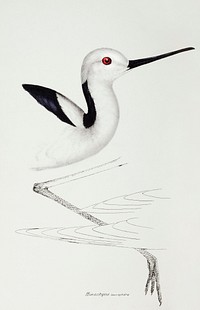 White-headed stilt (Himantopus leucocephalus) illustrated from A Synopsis of the Birds of Australia and the Adjacent Islands (1837) by <a href="https://www.rawpixel.com/search/John%20Gould?">John Gould</a> (1804-1881).
