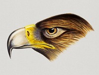 Vintage Illustration of Wedge-tailed Eagle.