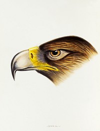Wedge-tailed Eagle (Aquila fucosa) illustrated from A Synopsis of the Birds of Australia and the Adjacent Islands (1837) by <a href="https://www.rawpixel.com/search/John%20Gould?">John Gould</a> (1804-1881).