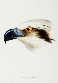 White-headed Osprey (Pandion leucocephalus) illustrated from A Synopsis of the Birds of Australia and the Adjacent Islands (1837) by <a href="https://www.rawpixel.com/search/John%20Gould?">John Gould</a> (1804-1881).
