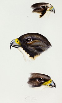 1. White fronted falcon (Falco frontatus) 2. Black-cheeked falcon (Falco melanogenys) 3. New Zealand Falcon (Falco brunnea) illustrated from A Synopsis of the Birds of Australia and the Adjacent Islands (1837) by <a href="https://www.rawpixel.com/search/John%20Gould?">John Gould</a> (1804-1881).