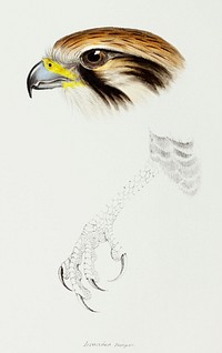 Brown hawk (Leracidia berigora) illustrated from A Synopsis of the Birds of Australia and the Adjacent Islands (1837) by <a href="https://www.rawpixel.com/search/John%20Gould?">John Gould</a> (1804-1881).