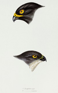 1. Black sparrow hawk (accipiter niger) 2. Collared sparrow Hawk (Accipiter Torquatus) illustrated from A Synopsis of the Birds of Australia and the Adjacent Islands (1837) by <a href="https://www.rawpixel.com/search/John%20Gould?">John Gould</a> (1804-1881).