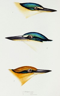 1. Halcyon sanctus (Sacred kingfisher) 2. Collared kingfisher (Halcyon collaris) 3. Guam kingfisher (Halcyon cinnamominus) illustrated from A Synopsis of the Birds of Australia and the Adjacent Islands (1837) by <a href="https://www.rawpixel.com/search/John%20Gould?">John Gould</a> (1804-1881).