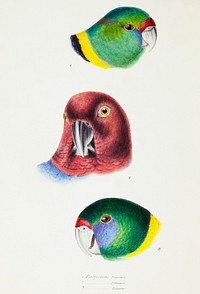 1. Mallee Ringneck (Barnardius barnardi) 2. Maroon Shining Parrot (Platycercus tabuensis) 3. Australian ringneck (Platycercus zonarius) illustrated from A Synopsis of the Birds of Australia and the Adjacent Islands (1837) by <a href="https://www.rawpixel.com/search/John%20Gould?">John Gould</a> (1804-1881).