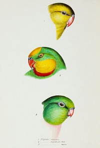 1. Regent Parrot (Polytelis melanura) 2. Superb parrot, male 3. female (Polytelis barrabandi) illustrated from A Synopsis of the Birds of Australia and the Adjacent Islands (1837) by John Gould (1804-1881).