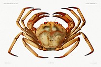 Chaceon, the Atlantic deep sea red crab illustration from R&eacute;sultats des Campagnes Scientifiques by <a href="https://www.rawpixel.com/search/albert%20i?sort=curated&amp;photo=1&amp;page=1">Albert I</a>, Prince of Monaco (1848&ndash;1922). Original from Biodiversity Heritage Library. Digitally enhanced by rawpixel.