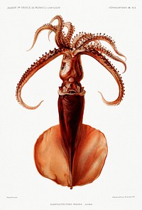 Squid illustration from R&eacute;sultats des Campagnes Scientifiques by <a href="https://www.rawpixel.com/search/albert%20i?sort=curated&amp;photo=1&amp;page=1">Albert I</a>, Prince of Monaco (1848&ndash;1922). Original from Biodiversity Heritage Library. Digitally enhanced by rawpixel.