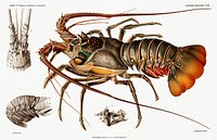 Illustration of an European lobster from R&eacute;sultats des Campagnes Scientifiques by <a href="https://www.rawpixel.com/search/albert%20i?sort=curated&amp;photo=1&amp;page=1">Albert I</a>, Prince of Monaco (1848&ndash;1922). Original from Biodiversity Heritage Library. Digitally enhanced by rawpixel.