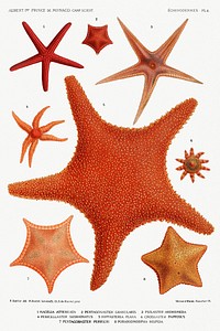 Starfish varieties set illustration from R&eacute;sultats des Campagnes Scientifiques by <a href="https://www.rawpixel.com/search/albert%20i?sort=curated&amp;photo=1&amp;page=1">Albert I</a>, Prince of Monaco (1848&ndash;1922). Original from Biodiversity Heritage Library. Digitally enhanced by rawpixel.