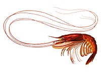 Shrimp illustration in vintage style