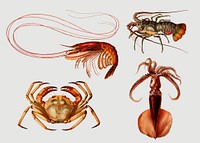 Marine life vintage illustration