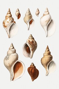 Conch shell varieties set illustration