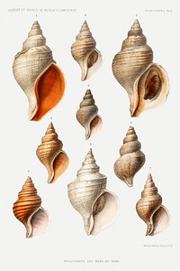 Molluscs of the Northern Seas from R&eacute;sultats des Campagnes Scientifiques by <a href="https://www.rawpixel.com/search/albert%20i?sort=curated&amp;photo=1&amp;page=1">Albert I</a>, Prince of Monaco (1848&ndash;1922). Original from Biodiversity Heritage Library. Digitally enhanced by rawpixel.