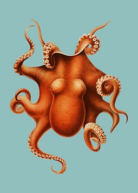 Vintage colored octopus illustration
