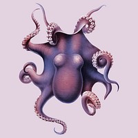 Vintage colored octopus illustration