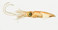 Abraliopsis morisii, bioluminescent squid illustration
