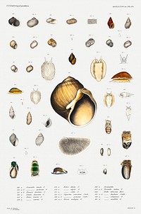 Sea snail varieties set illustration from Mollusca &amp; Shells by <a href="https://www.rawpixel.com/search/Augustus%20Addison%20Gould?sort=curated&amp;photo=1&amp;page=1">Augustus Addison Gould</a>. Original from Biodiversity Heritage Library. Digitally enhanced by rawpixel.
