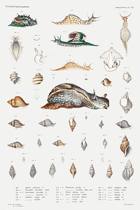 Snail varieties set illustration from Mollusca &amp; Shells by <a href="https://www.rawpixel.com/search/Augustus%20Addison%20Gould?sort=curated&amp;photo=1&amp;page=1">Augustus Addison Gould</a>. Original from Biodiversity Heritage Library. Digitally enhanced by rawpixel.