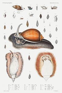 Snail varieties set illustration from Mollusca &amp; Shells by <a href="https://www.rawpixel.com/search/Augustus%20Addison%20Gould?sort=curated&amp;photo=1&amp;page=1">Augustus Addison Gould</a>. Original from Biodiversity Heritage Library. Digitally enhanced by rawpixel.