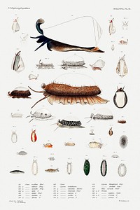 Sea snail and sea slug varieties set illustration from Mollusca &amp; Shells by <a href="https://www.rawpixel.com/search/Augustus%20Addison%20Gould?sort=curated&amp;photo=1&amp;page=1">Augustus Addison Gould</a>. Original from Biodiversity Heritage Library. Digitally enhanced by rawpixel.