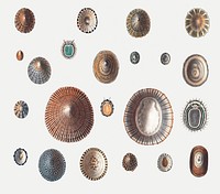 Sea snail varieties set illustration