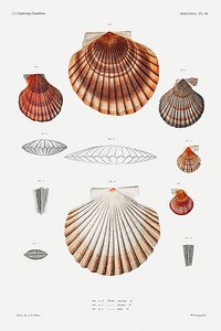 Clam shell varieties set illustration from Mollusca &amp; Shells by <a href="https://www.rawpixel.com/search/Augustus%20Addison%20Gould?sort=curated&amp;photo=1&amp;page=1">Augustus Addison Gould</a>. Original from Biodiversity Heritage Library. Digitally enhanced by rawpixel.