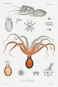 Red octopus and an argonaut illustration from Mollusca &amp; Shells by <a href="https://www.rawpixel.com/search/Augustus%20Addison%20Gould?sort=curated&amp;photo=1&amp;page=1">Augustus Addison Gould</a>. Original from Biodiversity Heritage Library. Digitally enhanced by rawpixel.