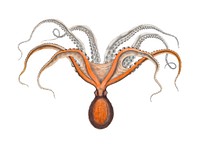 Southern red octopus vintage illustration