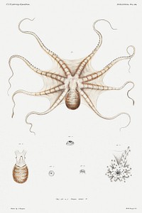 Octopus mimus, a gould octopus illustration from Mollusca &amp; Shells by <a href="https://www.rawpixel.com/search/Augustus%20Addison%20Gould?sort=curated&amp;photo=1&amp;page=1">Augustus Addison Gould</a>. Original from Biodiversity Heritage Library. Digitally enhanced by rawpixel.