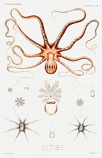 Ornate octopus anatomy illustration from Mollusca & Shells by Augustus Addison Gould. Original from Biodiversity Heritage Library. Digitally enhanced by rawpixel.