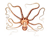 White striped octopus vintage illustration